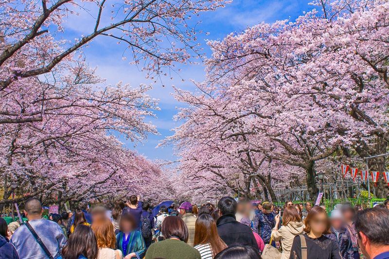 重兴镇赏樱花活动